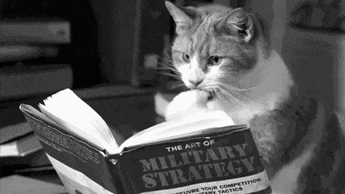 Reading books might improve your life a lot, reading book, cat, gif